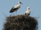 Young storks in nest on power pole. 